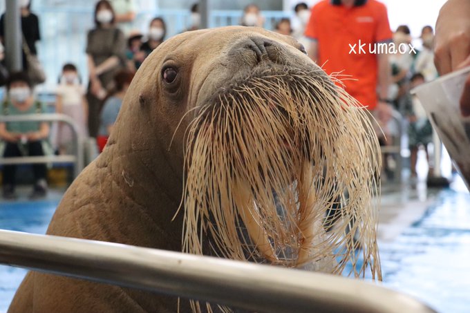 A List Of Tweets Where Kuma Was Sent As セイウチ 1 تحليلات تويتر الرسومية الخاصة بهوتويت Whotwi