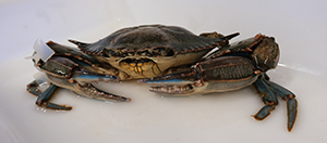 OOBanyuls's tweet photo. Des chercheurs de l’@OOBanyuls (#LECOB, @BIOM80075242 , SMA) ont obtenu un financement pour l’étude du crabe bleu Callinectes sapidus dans la lagune de Canet - Saint-Nazaire.
▶️https://t.co/OrLf2IguRN
#crabebleu https://t.co/62OzNcU4U7