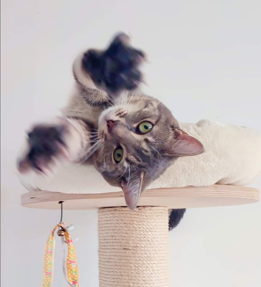 helltothenope's tweet photo. RECHERCHE CATSITTING A DOMICILE PARIS &amp; BANLIEUE:
Coucou Twitter, je cherche un plan catsitting! J'ai 2 chats qui sont ma vie (gardés chez moi), de l'xp catsitting+plantsitting, je cherche 1endroit calme pour 1,2ou 3semaines en échange. Je suis fiable et ordonnée, dispo de suite https://t.co/fqvET4ysbd
