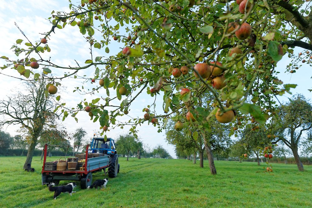 Vergers haute-tige, une <a href="/FederationPNR/">Fédération des Parcs</a> synonyme du « bien manger » 🍎
@PNRAvesnois produit un jus de fruit transformé et vendu sous la marque "Valeurs Parc".
Parcourez 300 variétés de pommiers qui font la richesse du patrimoine végétal de ce lieu. 
<a href="/departement59/">Département du Nord</a> <a href="/hautsdefrance/">Région Hauts-de-France</a>