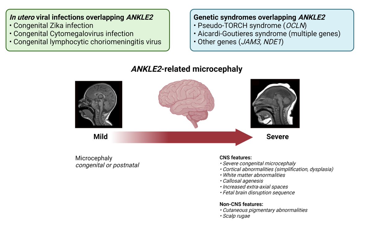 ANA Journals (@ana_journals) on Twitter photo A picture's worth a thousand words, right? <a href="/ANA_journals/">ANA Journals</a> is encouraging #GraphicalAbstracts. Here's an example from a new paper coming soon: #ANKLE2-related #microcephaly: a variable microcephaly syndrome resembling Zika infection <a href="/TheNewANA1/">American Neurological Association</a> <a href="/WileyNeuro/">Wiley Neuro</a> A picture's worth a thousand words, right? <a href="/ANA_journals/">ANA Journals</a> is encouraging #GraphicalAbstracts. Here's an example from a new paper coming soon: #ANKLE2-related #microcephaly: a variable microcephaly syndrome resembling Zika infection <a href="/TheNewANA1/">American Neurological Association</a> <a href="/WileyNeuro/">Wiley Neuro</a>