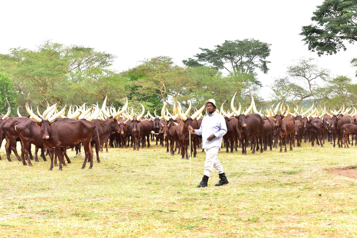 lindahNabusayi's tweet photo. Pictorial: Away from office, @KagutaMuseveni tends to his wealth; his cows in Kisozi, Gomba District. Spent the weekend herding the cows before returning to Kampala to chair Cabinet today. @UgPresidency @KennethOmona @OfwonoOpondo 📸 PPU/Tony Rujuta https://t.co/m9MDbxo0Gy
