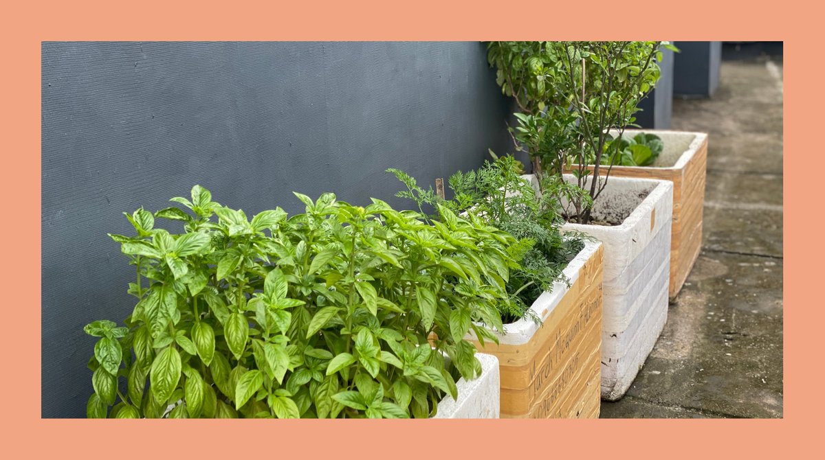 HappyA420's tweet photo. My growing veggie garden..

#gardening 
#rooftopgarden 
#vegetablegarden
#plantmom https://t.co/Z6EMOp7lGK
