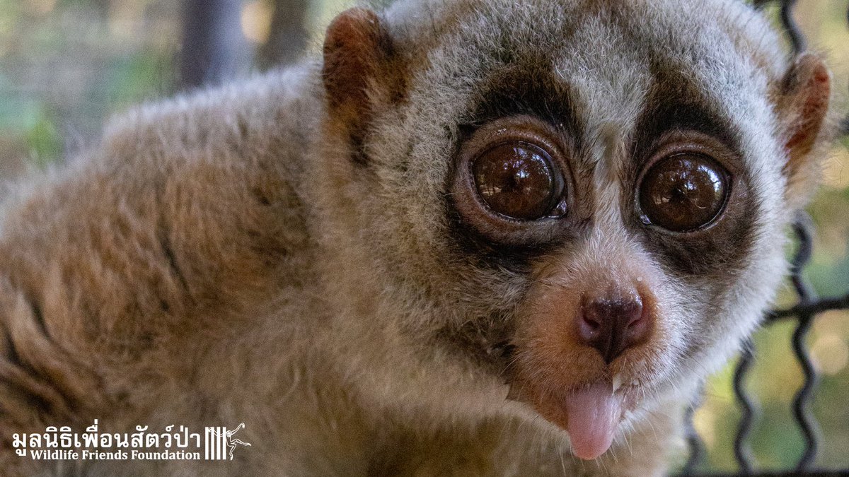 Slow #loris, Maya, was rescued from the cruel pet trade. Slow lorises should never be kept as pets, nor should they be exploited as photo props. They belong in the #wild! If you see a loris being exploited in #Thailand, report it here: wfft.org/contact/report… #TongueOutTuesday