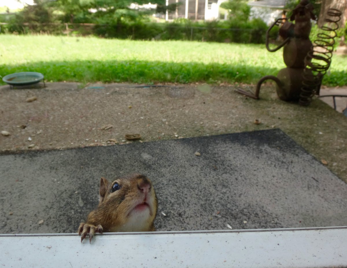 602Shaffer's tweet photo. Using all of my effort to get through Monday... #MondayMotivation #mondaythoughts #Mondaymorning #backyardcritters #chipmunk #NaturePhotography #nature https://t.co/FvBYZHufH9