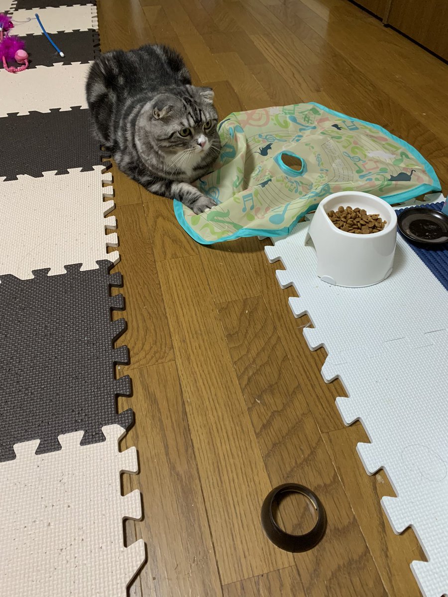 kitty1jin2sho3's tweet photo. 私の認識が違っているのかもしれませんが……
このオモチャは、分解して遊ぶやつだったんか?w
#ifyoucatchme?
#捕まえるどころか分離しとる https://t.co/qje5io7Q4P