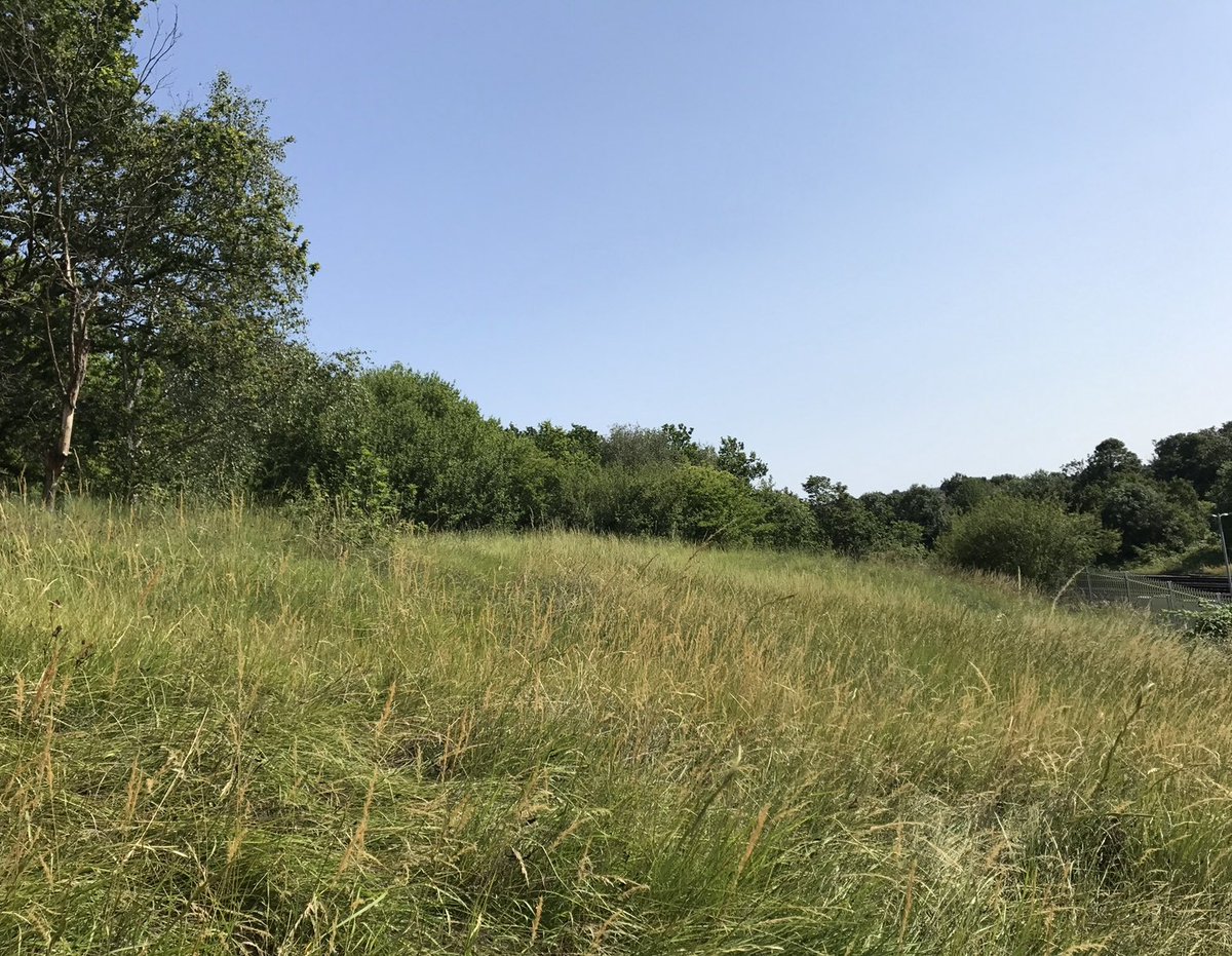 GroveParkSE12's tweet image. Before &amp;amp; after Grove Park Nature Reserve the Chalk Grassland  set on fire @ukwildlifecrime @MPSGrovePark be nice to see an  SNT officer on patrol in the nature reserve ASB getting out of hand in recent weeks @zsllondonzoo @CllrMarkIngleby @MarkDJacks1 @Cllr_S_Clarke @damienegan