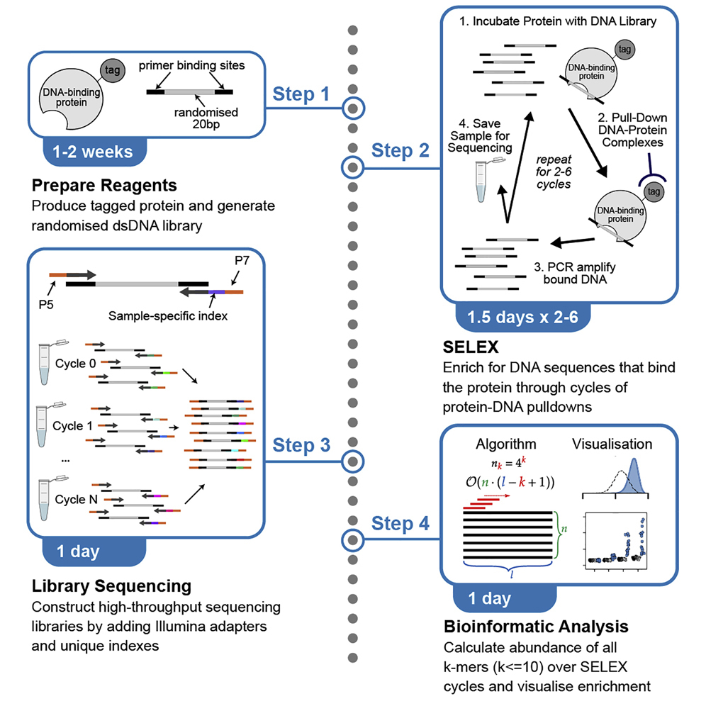 1/3 We are glad to share our detailed HT-SELEX <a href="/STARProtocols/">STAR Protocols</a> paper: star-protocols.cell.com/protocols/1750.
We hope this will facilitate the use of this powerful technique to study DNA binding specificity in vitro. 
<a href="/kashyapchhatbar/">Kashyap Chhatbar</a> <a href="/_grace_alston/">grace alston</a> @WTcell