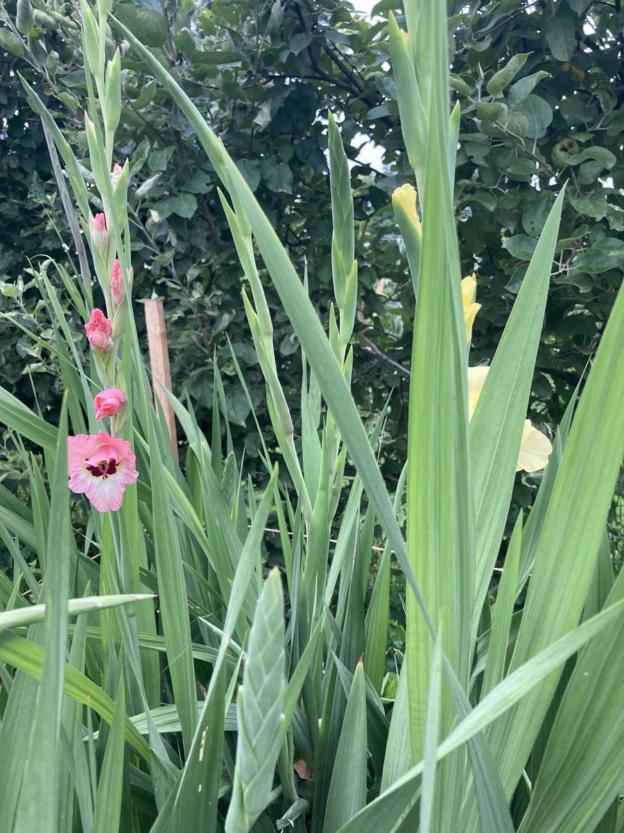 PYO flower garden really starting to flourish! Come early in the day for the best quality stems that last…