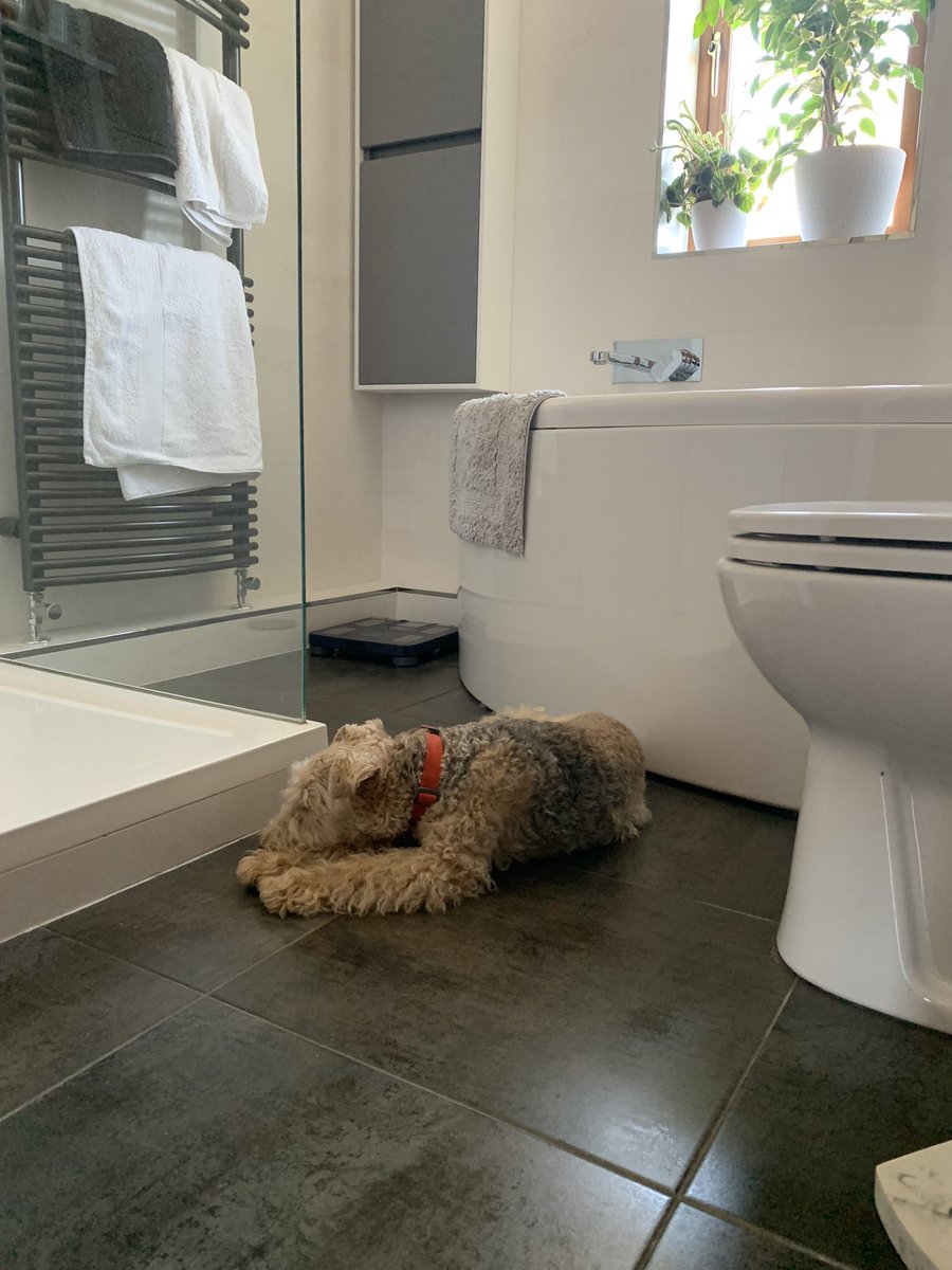 StanleyLakeland's tweet photo. Mumโs been searching for meโฆIโve found the coolest place in the house ๐ #sensibleboy #keepcool #sleepthroughit #staysafepals ๐ https://t.co/mEK227Vlms