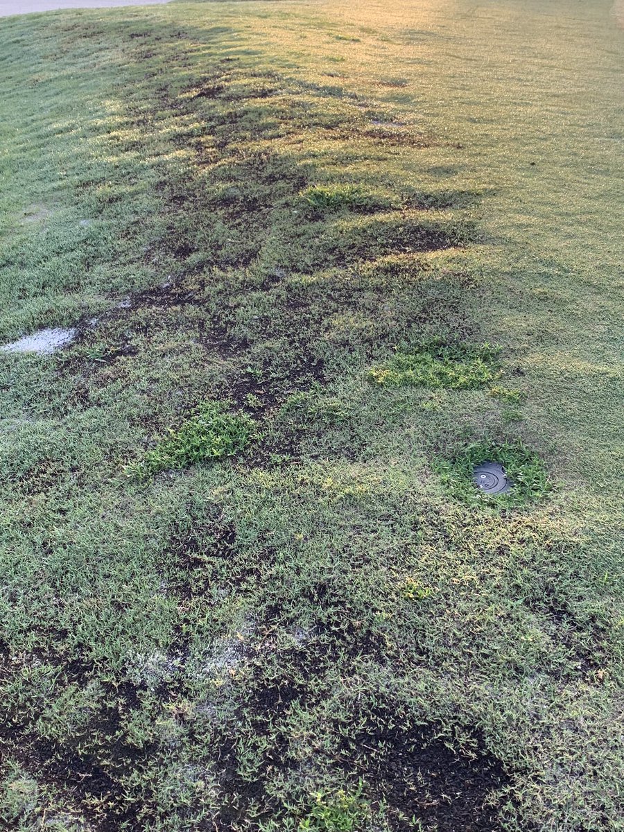 Legacyagronomy's tweet photo. Considering we have had 15” of rain the past 2.5 weeks, the #bunkermagic team are miracle workers!!
@takecomand for the win on bunker faces!
#thisismyoffice #golffice @legacyCesar08 has the crew dialed in for sure!!!!! https://t.co/O5PLrQyCBO