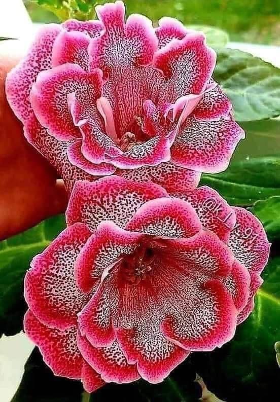 Beautiful 🌺🌺💖🕊🙏