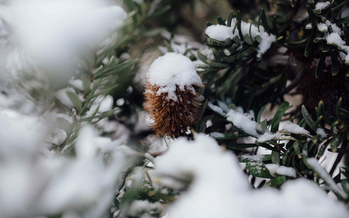 LizGwynn's tweet photo. Snow blanketed parts of Tasmania today, with snow flurries falling as low as 150 metres. These beautiful photos are of walking tracks through Ridgeway, taken by my very talented friend @maren_preuss #snowbart https://t.co/SsHTmPjAOd