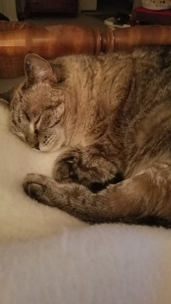 juice_poodle's tweet photo. Hoping for a happy week for all!!😻🤞#CatsOfTwitter #Hope https://t.co/kxxvyJyOwd