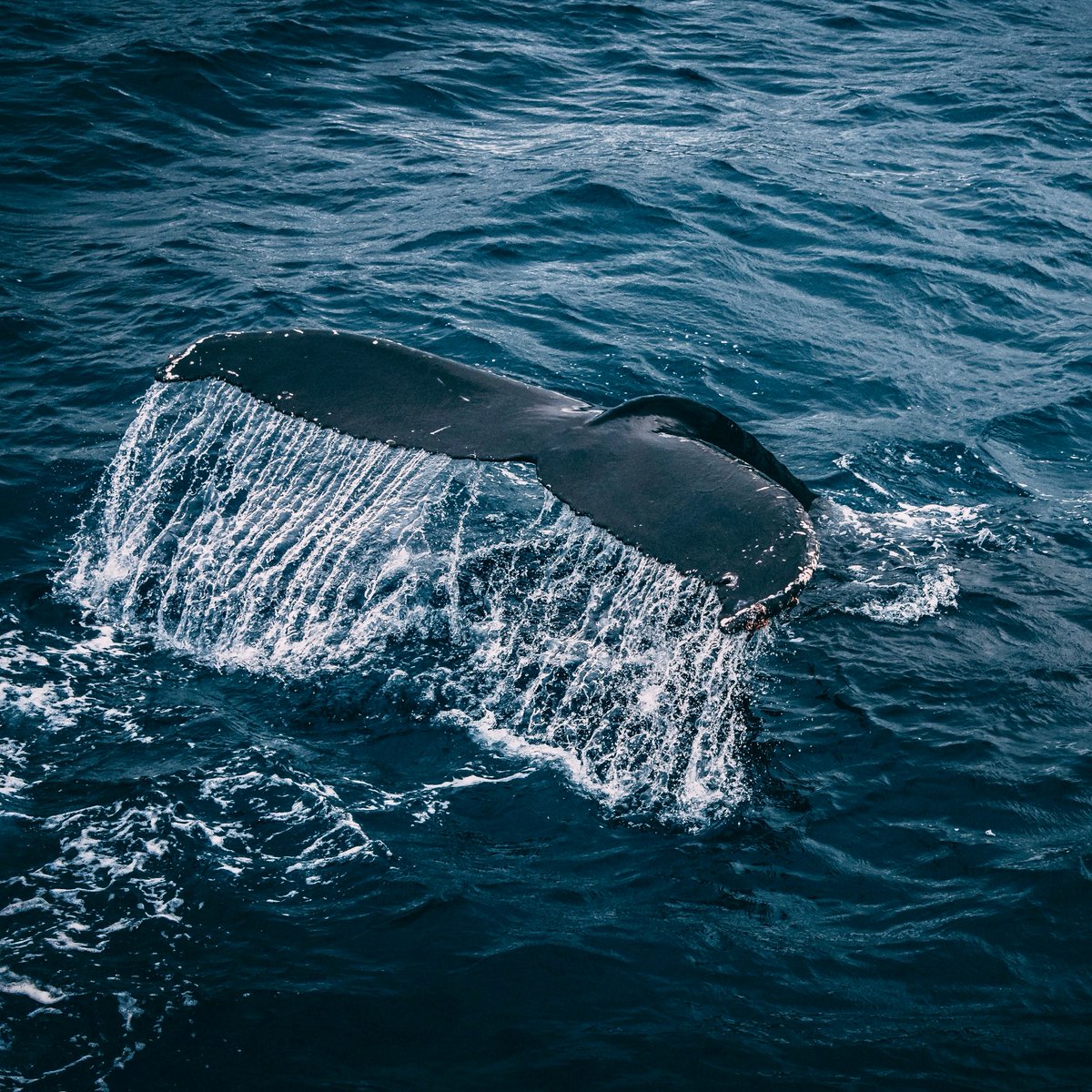 COLIPAYS tweet media