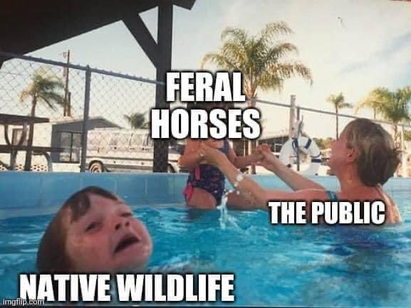 Feral Horses are pests. I said what I said