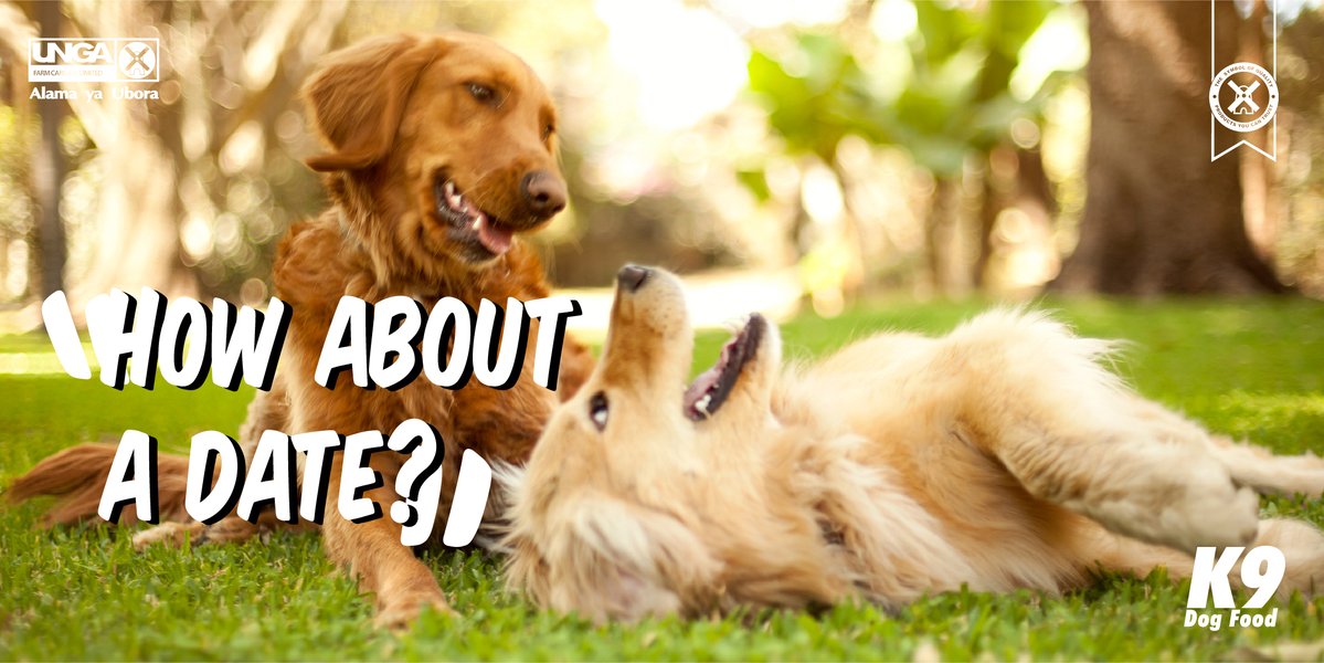 It cheers your dog up and it’s a great way to socialise them when you take your dog out on play dates with other dog owners. 
#K9DogFood #ABowlfulOfCheer