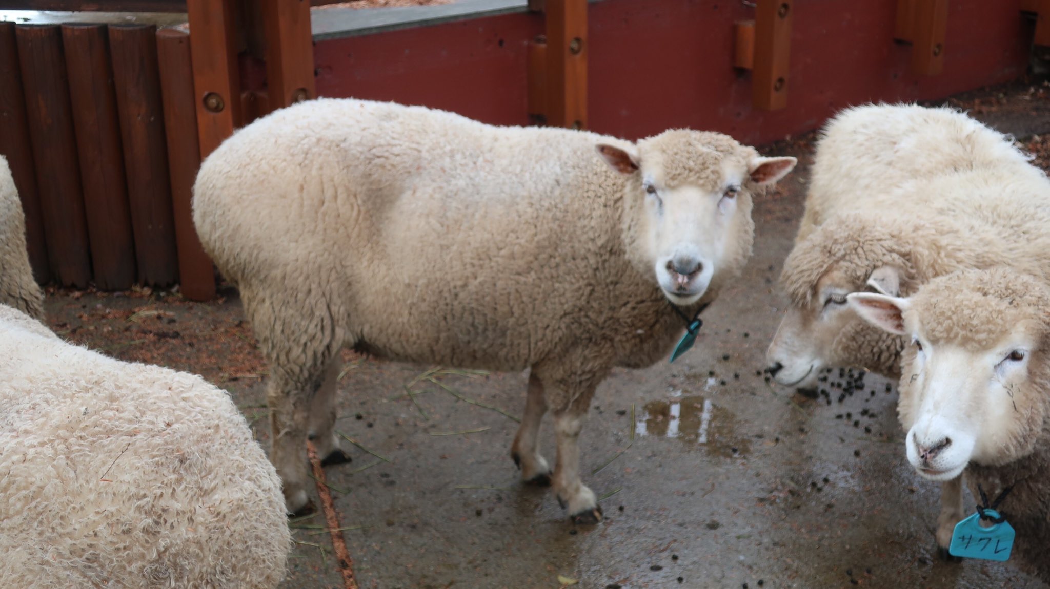 Yanma Sugayanma55 Twitter