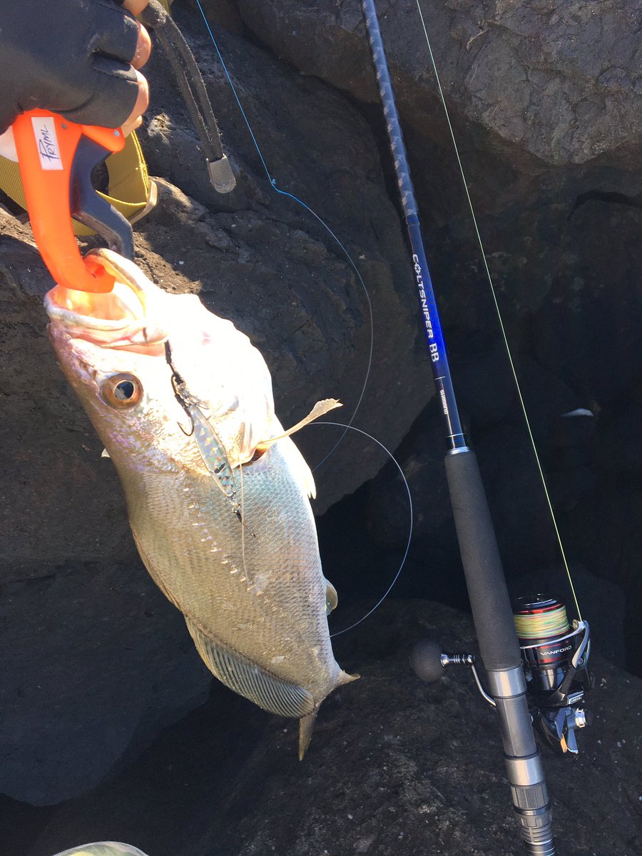 LeoLeoFishing's tweet photo. 釣りたかったJewfish!
それとチッチャイ小メッキ🥹
Palms SlowBlatt wide 20g
#palms
#Jewfish #Mulloway https://t.co/HldoaEStnL