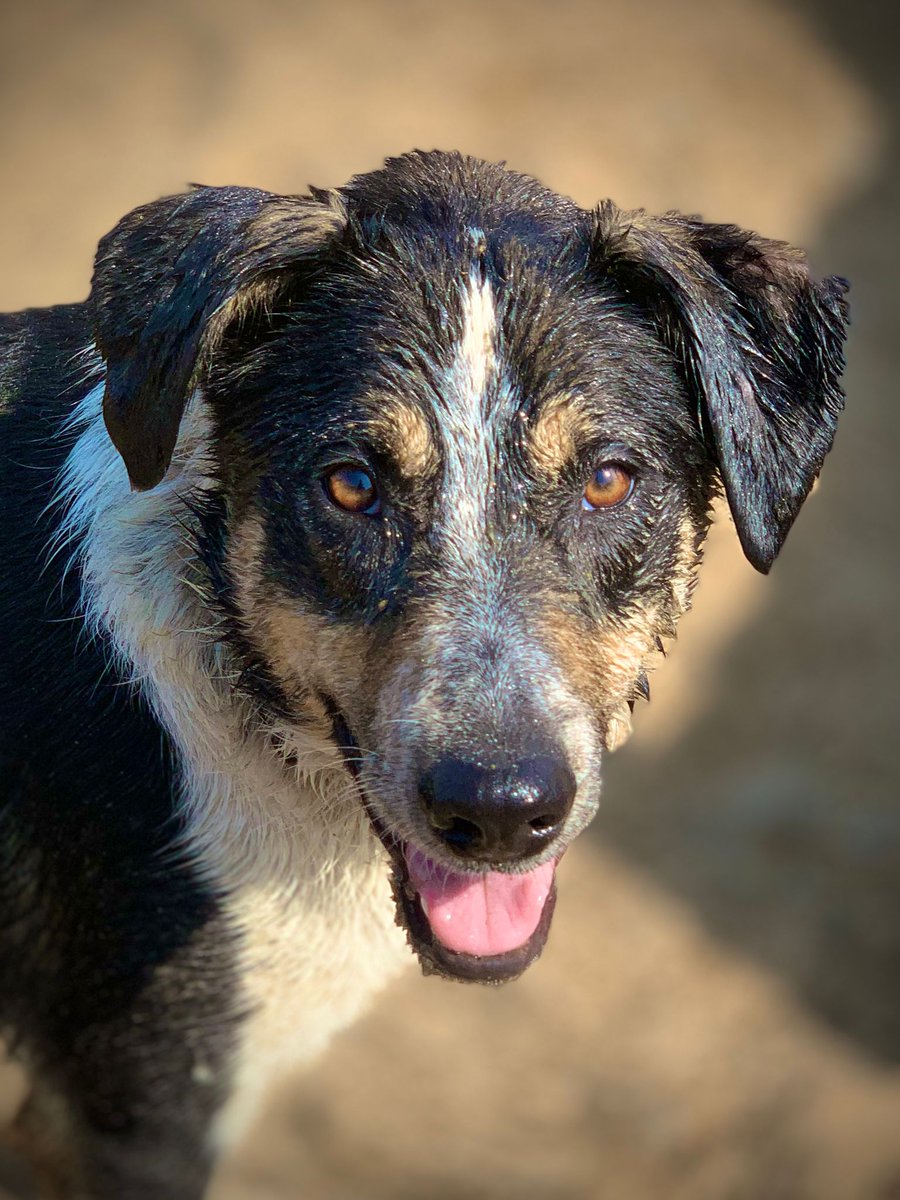 HartCollie's tweet image. We want to introduce you to a very special boy called JASPER 🖤
3 yrs old &amp;amp; absolutely wonderful dog with so much character. He's looking for a 🏡 but completely deaf so keeps getting overlooked 😢
Please RT this amazing boy who deserves a family of his own🤞
#FindJasperAHome🖤