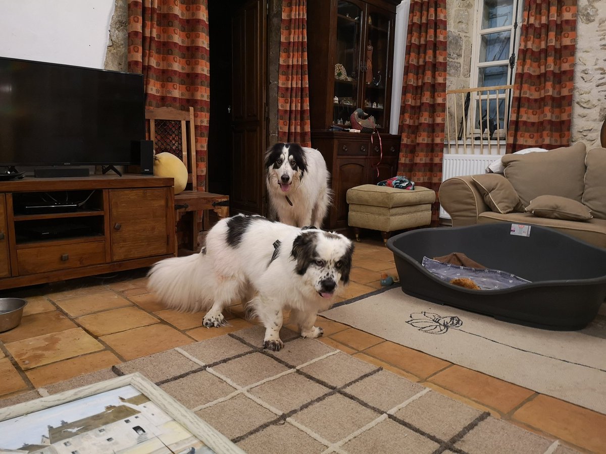marley_help's tweet photo. Marley loves to play with his housemates especially Mac.
He is so gentle with Mac who is also a Pyrenean Mountain Dog but with a genetic condition which means he is a dwarf..... https://t.co/nbNF2kUF8K