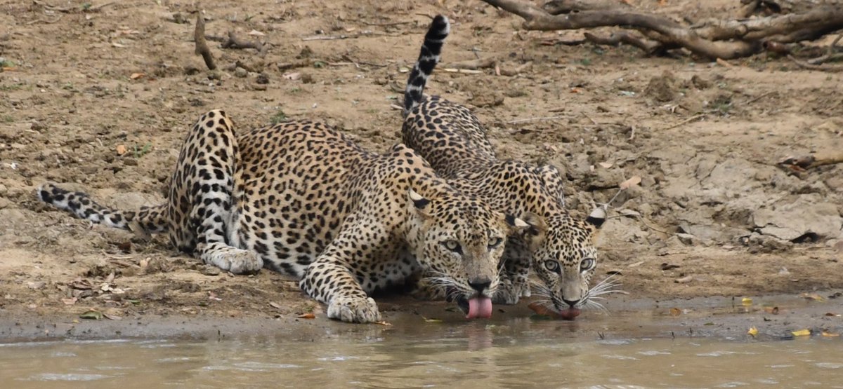 Saw a leopard and her cub yesterday on our evening game drive at Yale National Park. Was amazing to see this beautiful animal in her natural surroundings. Sri Lanka is open for tourists so come down and see for yourself what this beautiful country can offer #visitsrilanka