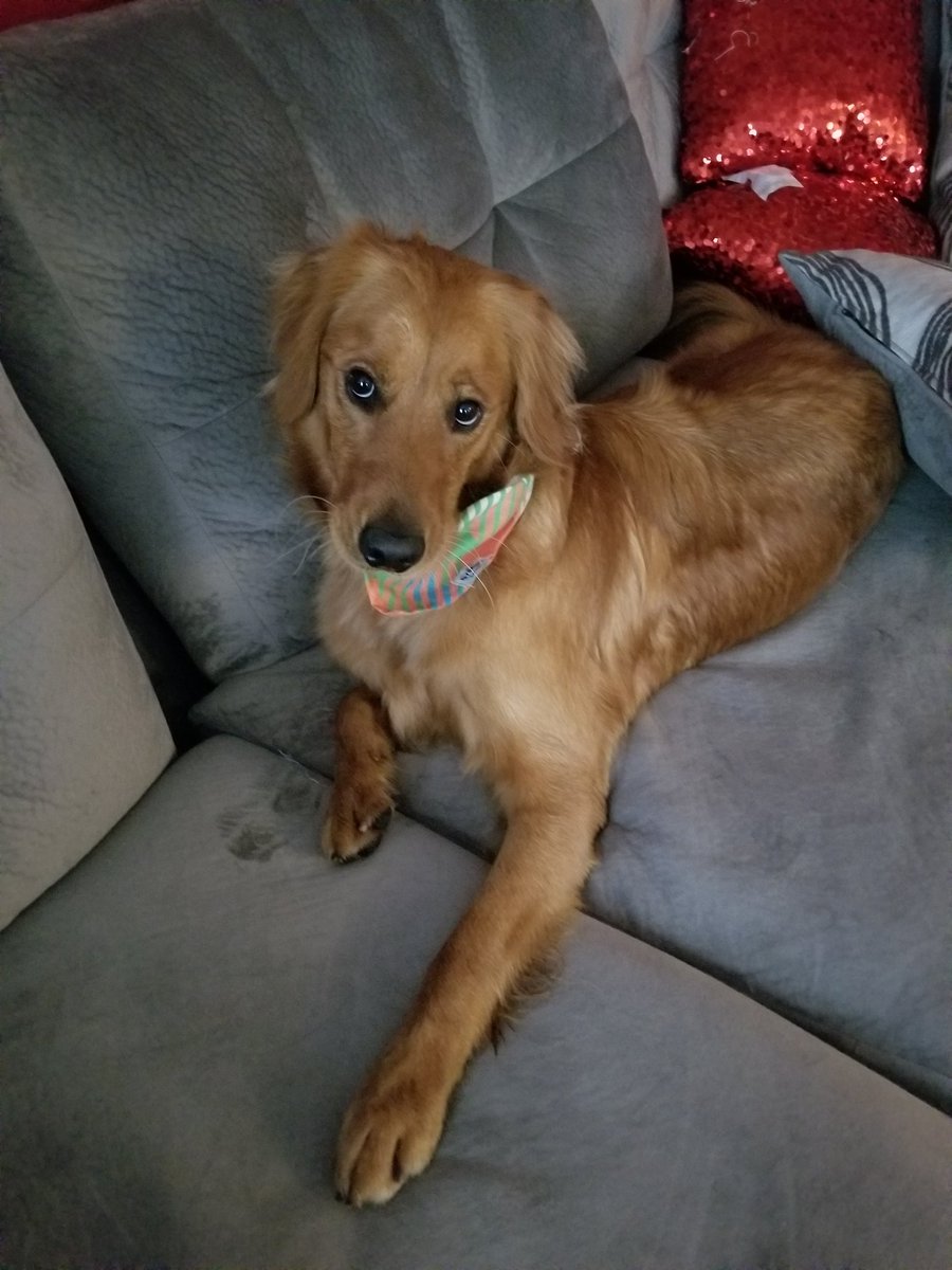 PrimAndImproper's tweet image. Still recovering from food poisoning so no stream again. Mochi says sorry on my behalf!