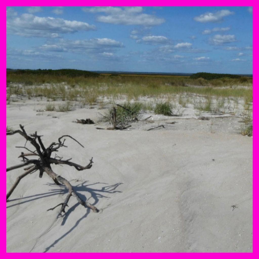 TheCityPulseUSA's tweet photo. A Spectacular Shore Beach That's Off Limits (until Sept. 1) Nature Lovers Plan Now.
LEARN MORE HERE
https://t.co/zO4oFV3BwE
#Summer2022 #beachtips #didyouknow #travelguide #thecitypulse #jerseyshore #nature #naturelovers #lbi #longbeachisland #tips https://t.co/wgkDts3fDH