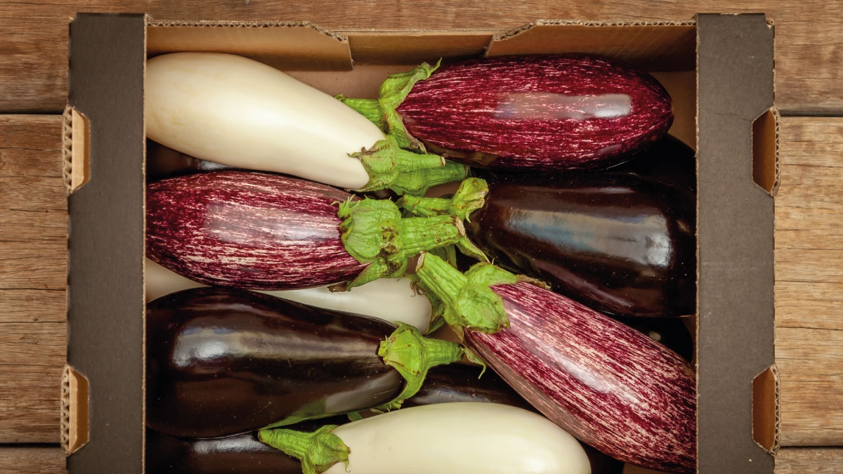 vandmsw's tweet photo. These mixed speciality aubergines are a wonderful new addition @iowtomatoes and will transform any dish into a colourful masterpiece 🍆

#vandmsw #fresh #produce #cornwall #devon #southwest #westcountry #groceries #shopping #homedelivery #localcollection #quality #aubergine https://t.co/FR5kTR0sEQ