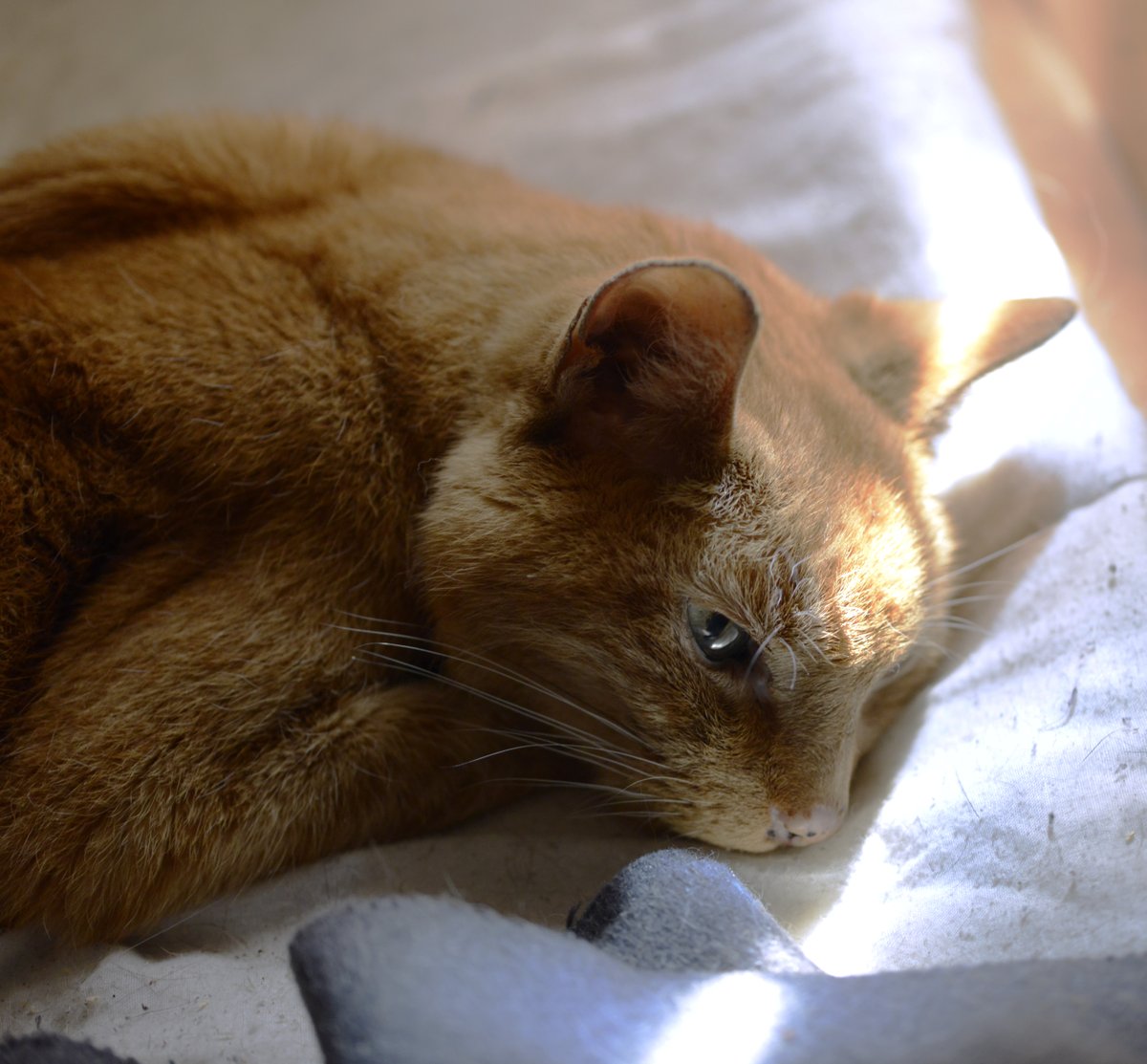 The_DarrenS's tweet image. Mr Mojo relaxing
#tohot
#Caturday @AbriiD