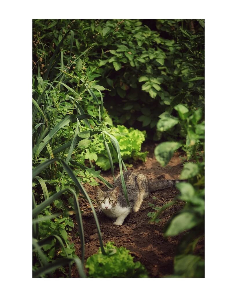 ccaophoto's tweet photo. Urban jungle cat #camouflage #cat #catsofinstagram #kittens #catstagram #kittensofinstagram #catlove #catlover #pets #photo #photography #photooftheday #picoftheday #art #notstreetphotography #nikon #z6 #nikonz6 #jupiterlens #jupiter37a135mm #jupiter37a #vintagelens #manualf… https://t.co/Gvk0wf6wXK