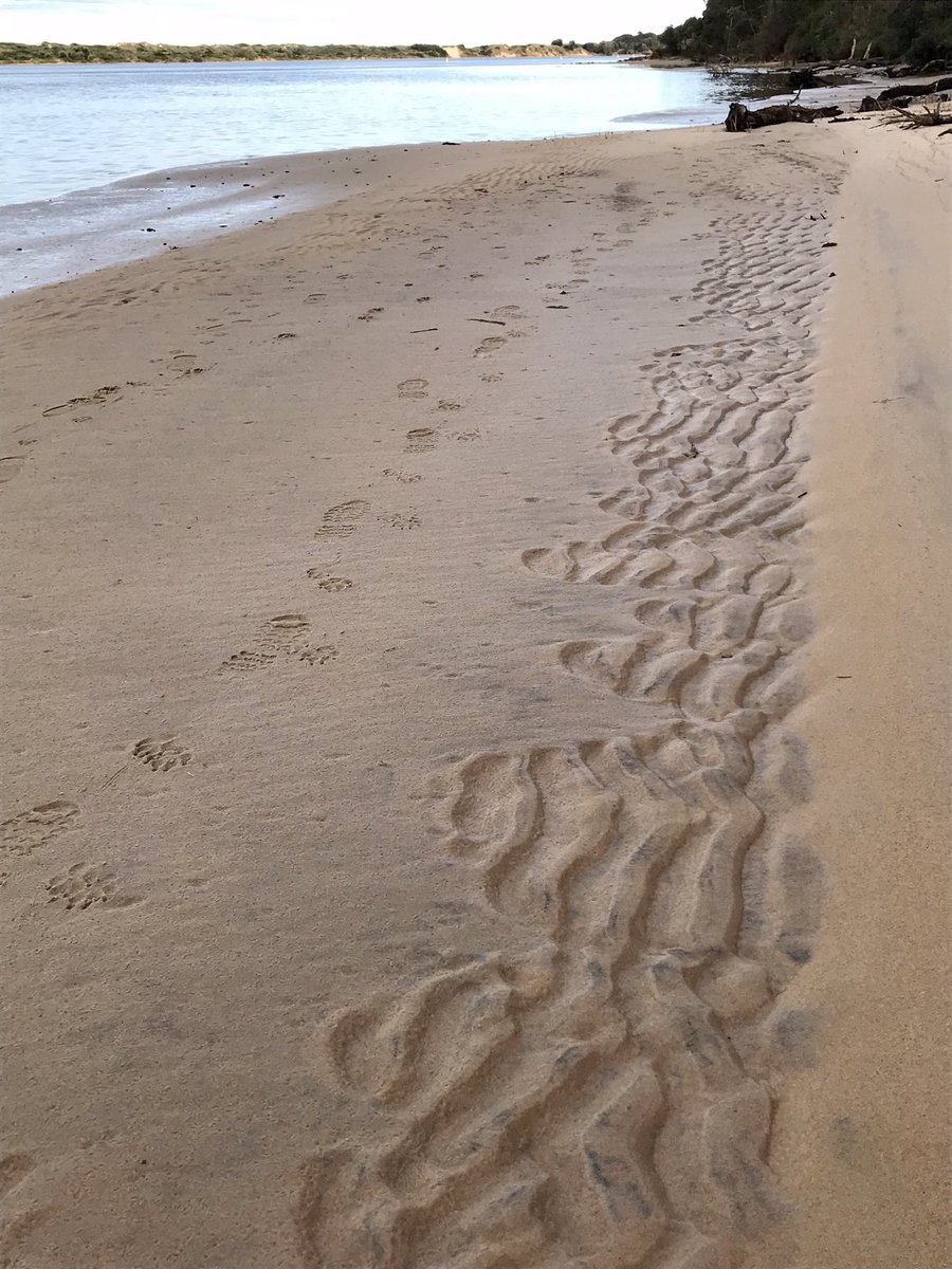 sandramcgeo's tweet photo. Gorgeous stranded ripples at the high tide mark of the Snowy River estuary at #Marlo #RippleMarks #geology 🤩 https://t.co/rW7We9pEau