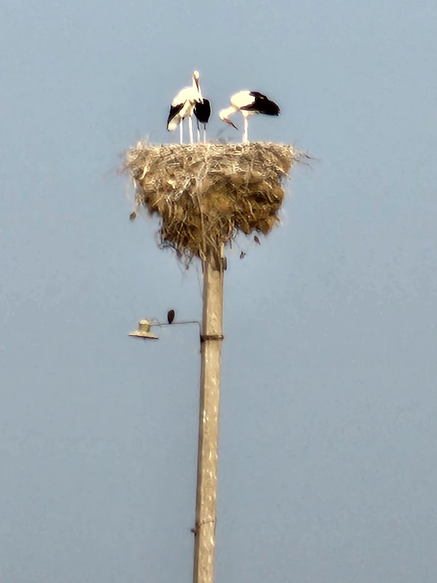 Wow wow wow , just spent 8 weeks harvesting and baling wheat, barley and the straw in Uzbekistan.  Such an awesome experience.  No Twitter there more pics to follow 
<a href="/WeatherWatchNZ/">WeatherWatch.co.nz</a> 
<a href="/fairleigh_ag/">🚜🐄 🧢Bruce🧢 🐄🚜</a> 
<a href="/ohthatwelshguy/">Myrddin Gwynedd (MG) 🏴󠁧󠁢󠁷󠁬󠁳󠁿🇳🇿</a> 
#Uzbekistan #Indorama #johndeere#krone