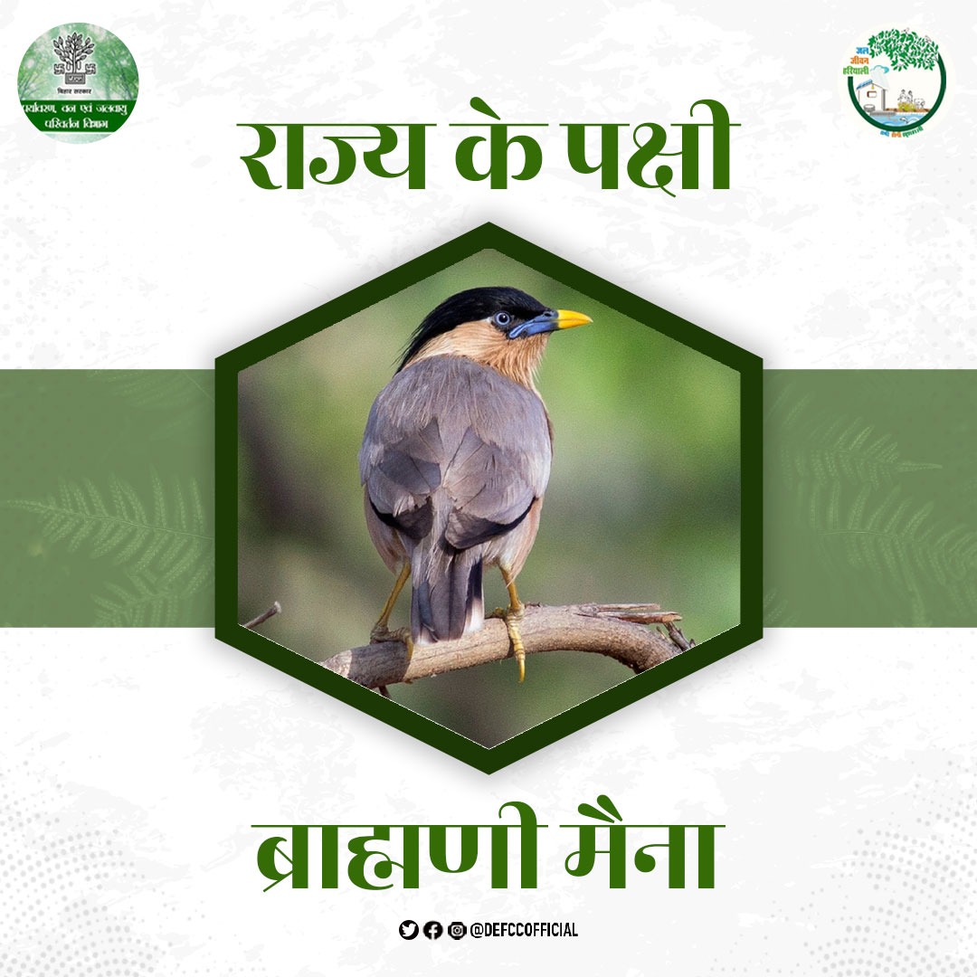 DEFCCOfficial's tweet photo. ब्राह्मणी स्टार्लिंग (मैना) हमें जंगलों, घास के मैदानों, दलदली क्षेत्रों, जलभराव वाले क्षेत्रों और मानव आबादी के पास मिल सकती है। यह भारतीय उपमहाद्वीप से संबंधित है और हम उन्हें भारत, नेपाल, श्रीलंका और पाकिस्तान के कुछ हिस्सों जैसे देशों में पा सकते हैं। #BirdsOfBihar https://t.co/PODivd9bNj