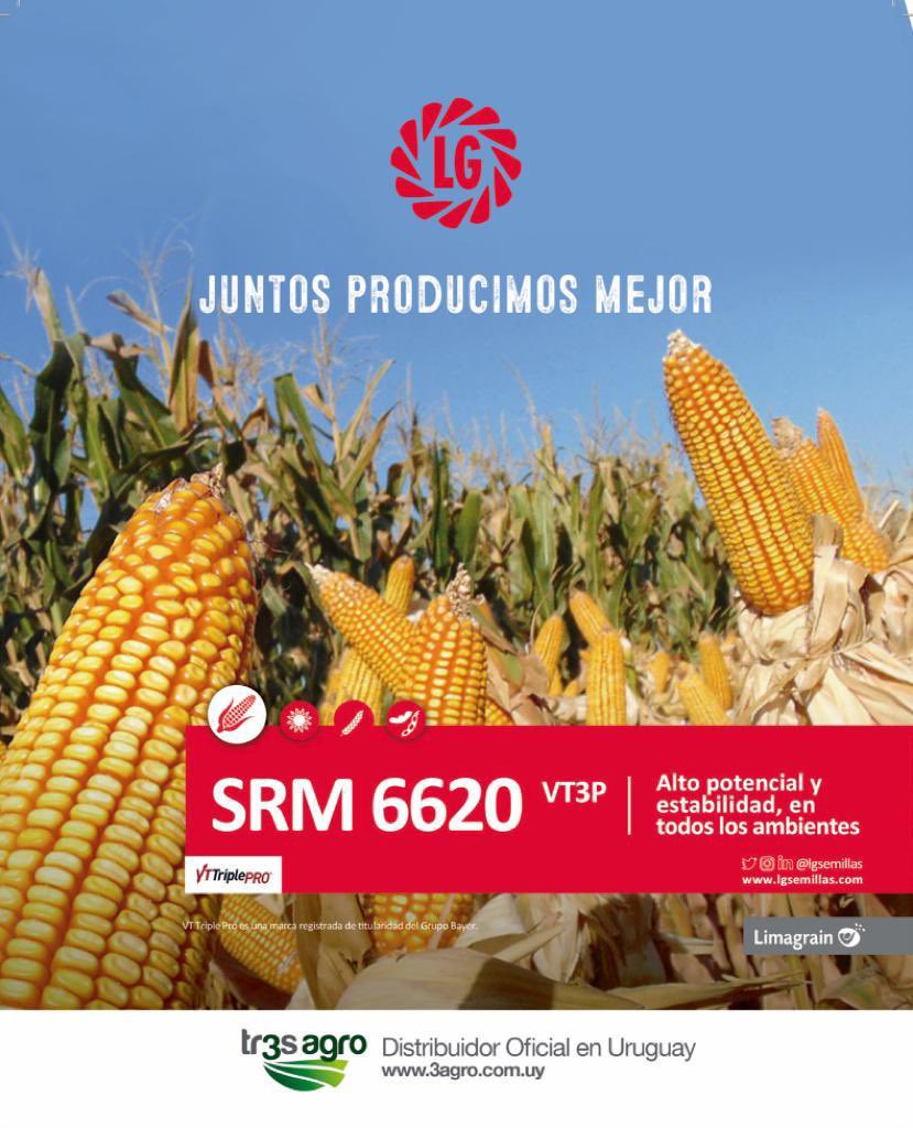 3agro's tweet photo. ¿Vas a hacer maíz? 

🌽SRM 6620 VT3P : híbrido de muy alto potencial y estabilidad en todos los ambientes! Buena curva de secado y sanidad 

📞 Pedilo en tu distribuidor de confianza https://t.co/ymbCdy8pkg