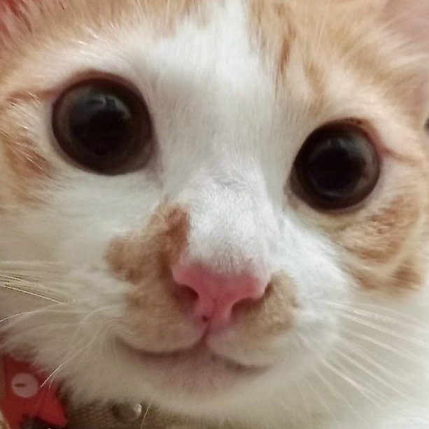 🐈‍⬛ Are you okay? c: