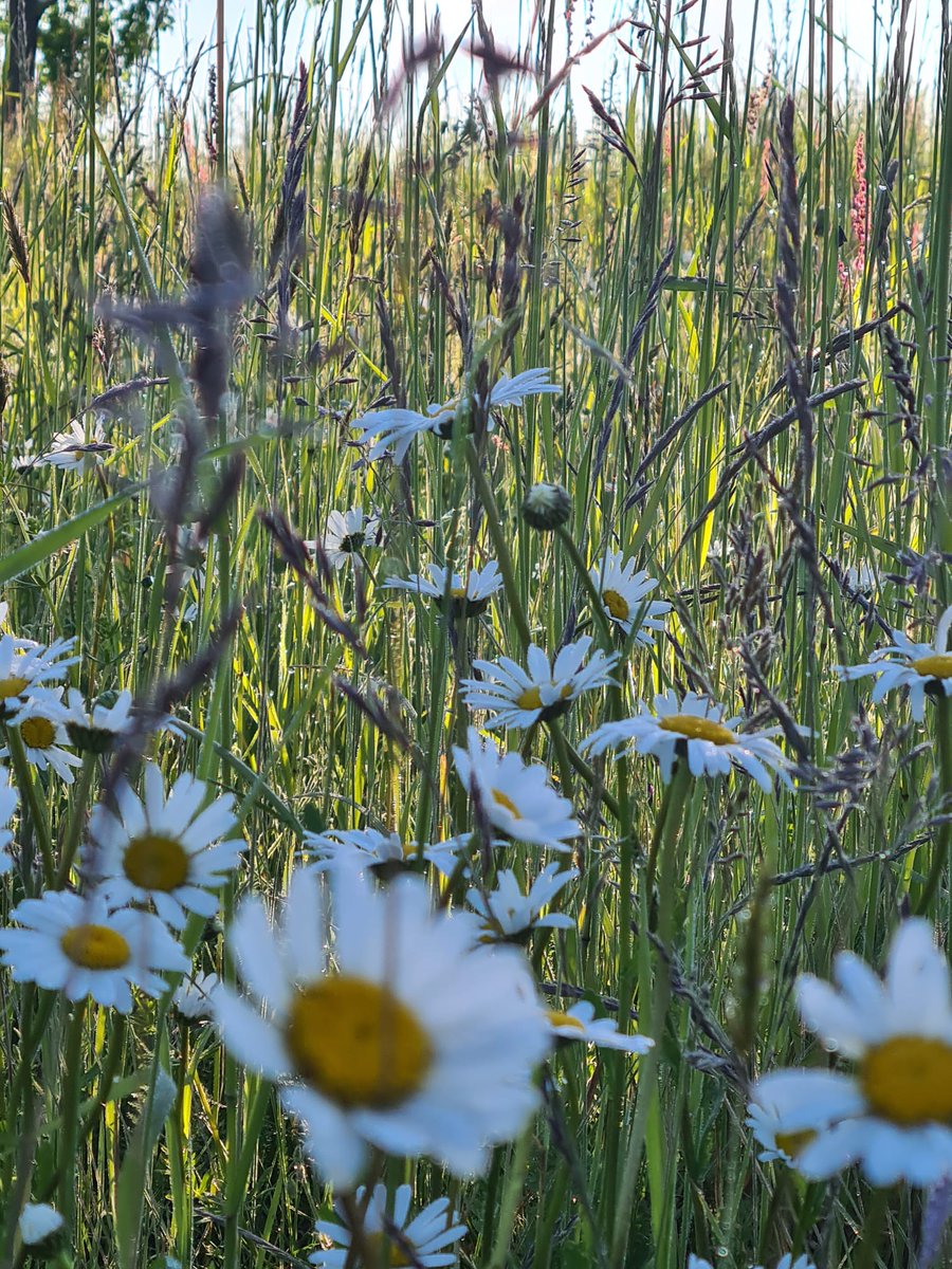 Golf_Seddin's tweet photo. Impressionen aus dem @Golf_Seddin ... #GolfundNatur #Honig #Artenvielfalt https://t.co/sS6yvt311l