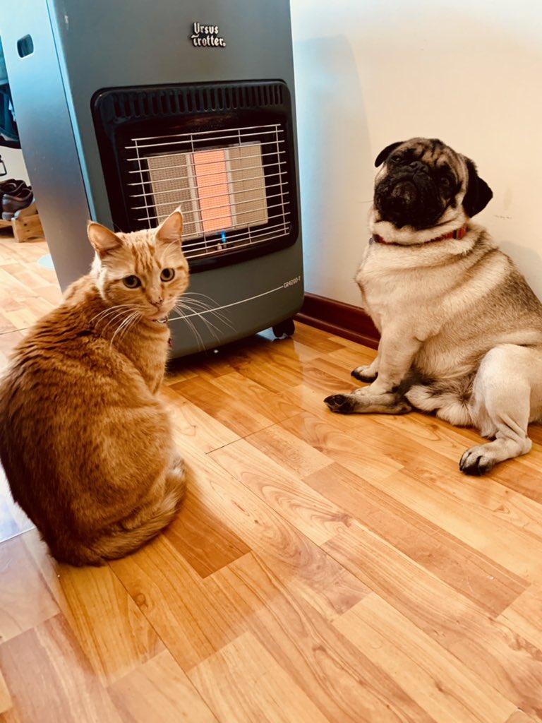 #MuchoGustoMega con Nala &amp; Gizmo