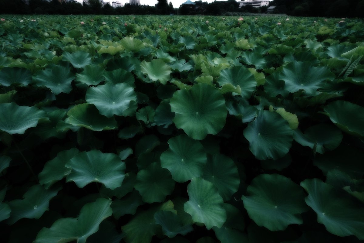 ikefukurouANZUU's tweet photo. Lotus in the dark.
Lotus in the dirt.
#ファインダー越しの私の世界 #fujiphoto #不忍池 #tokyo #ueno #蓮 #lotus
Camera: #fujifilm_xseries #fujifilm X-T4
レタッチ済み https://t.co/MwPblz8BdN