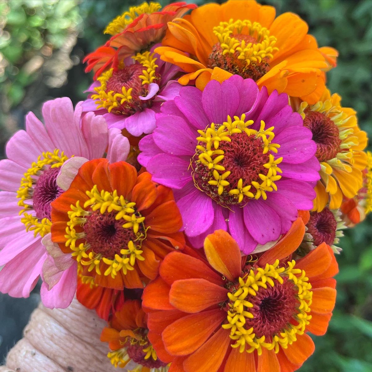 Happiness is cutting zinnia bouquets from our community garden plot. #gardendc #cuttinggarden #zinnias #annualflowers #picoftheday #nofilter