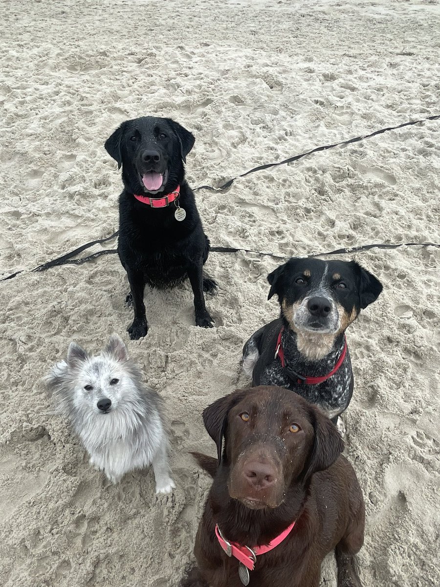 Beach day with some friends🐾💙