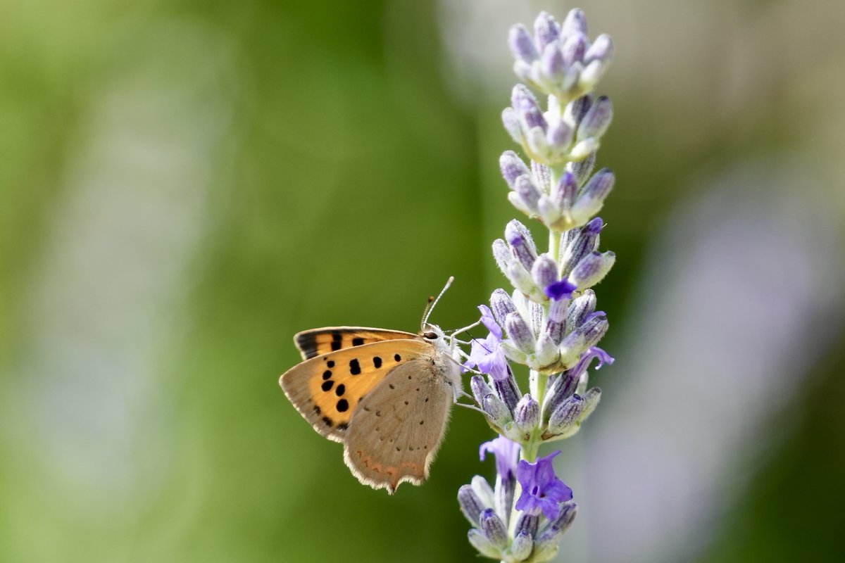 #SmallCopper #Butterflies #Butterfly #ButterflyCount #CountThemToSaveThem #TwitterNatureCommunity #pollinators #SaveButterflies #MothsMatter #Nature #ThePhotoHour #MacroHour