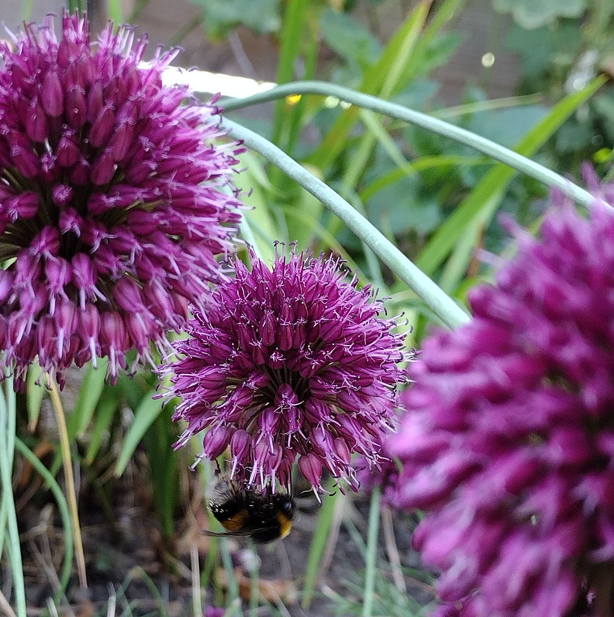 alfiescruff's tweet photo. Someone's enjoying it π₯ππ₯ #Heatwave2022 #Buffy #bufftail #bee https://t.co/ppoUJloa1M