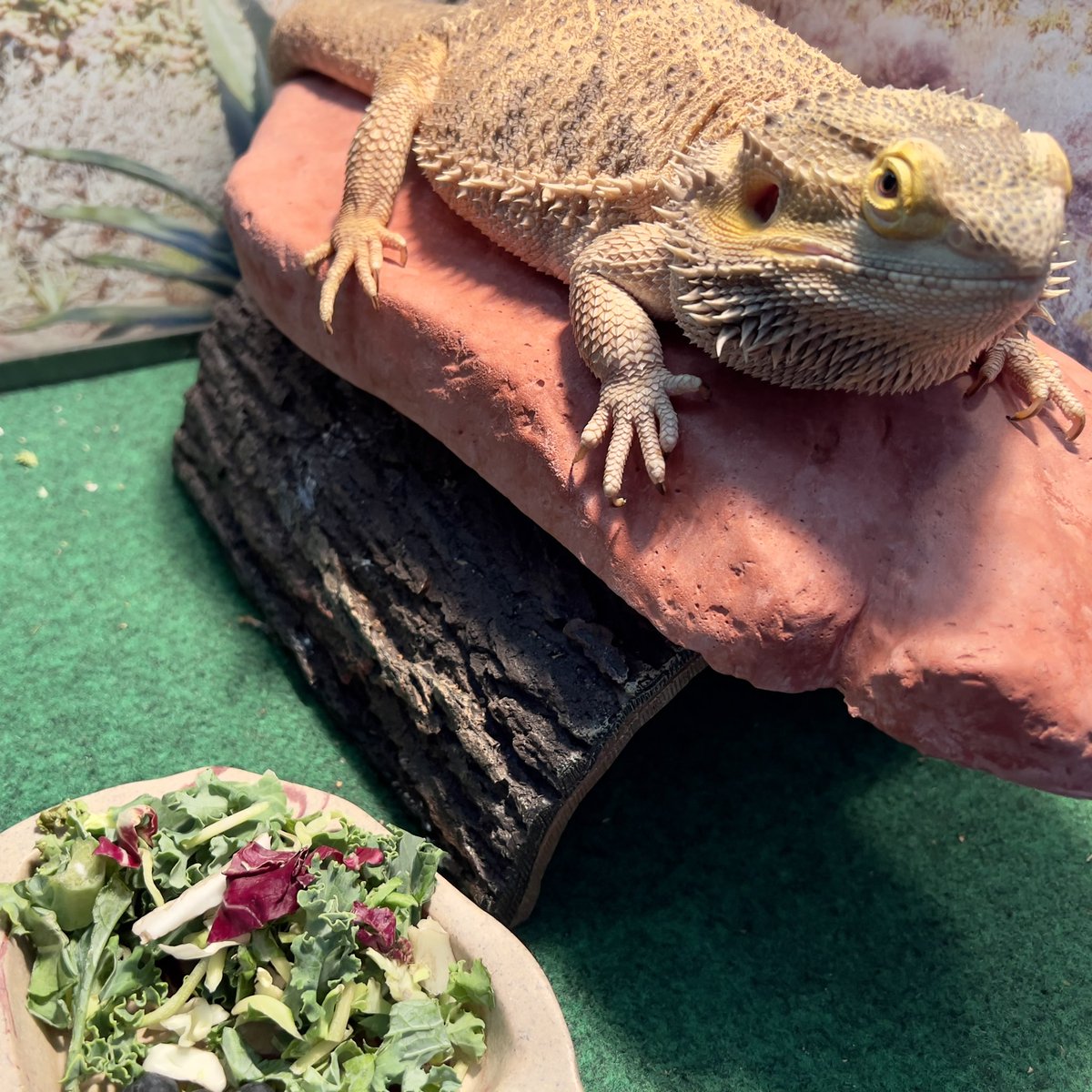 🦎 Bando tweet media