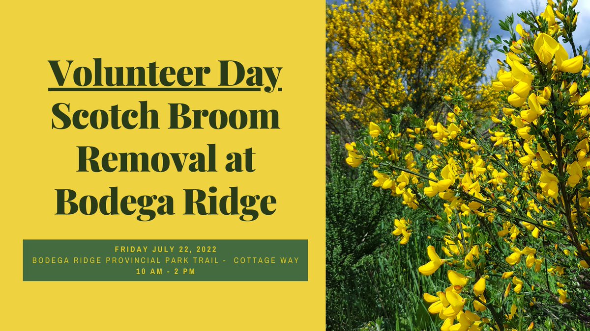 #Volunteer with us on Friday July 22 from 10am-2pm to remove #invasive Scotch Broom (Cytisus scoparius) from #BodegaRidgeProvincialPark Trail. We will be meeting at the trail head at the end of Cottage Way at 10:00am. We welcome all ages to join and learn more about #restoration.
