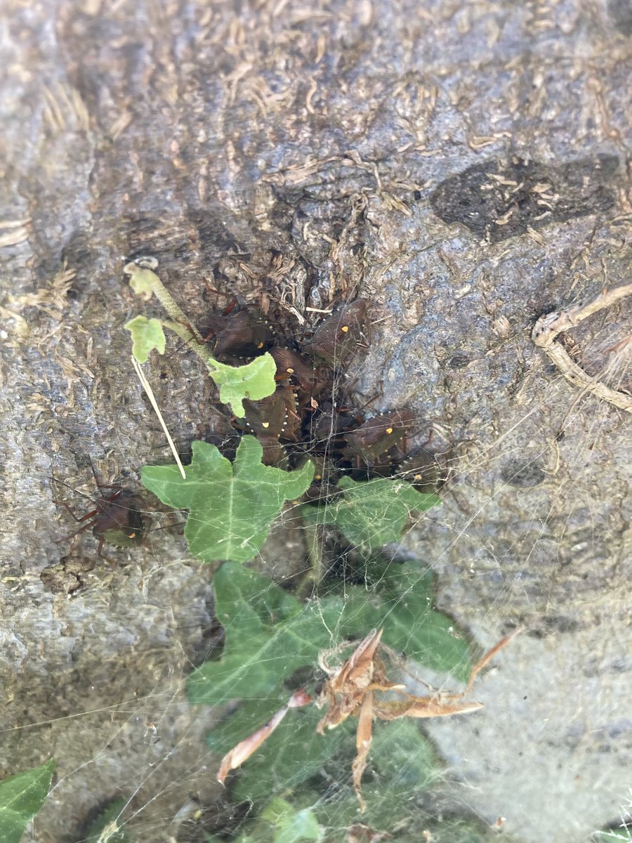 shotbert's tweet image. I have just seen the same on Beech trees in Cambridge