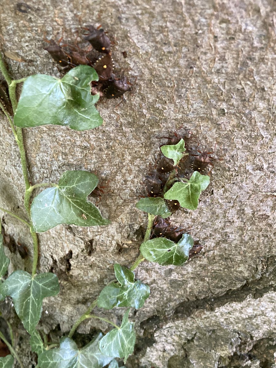 shotbert's tweet image. I have just seen the same on Beech trees in Cambridge