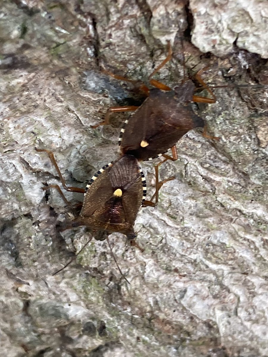 shotbert's tweet image. I have just seen the same on Beech trees in Cambridge