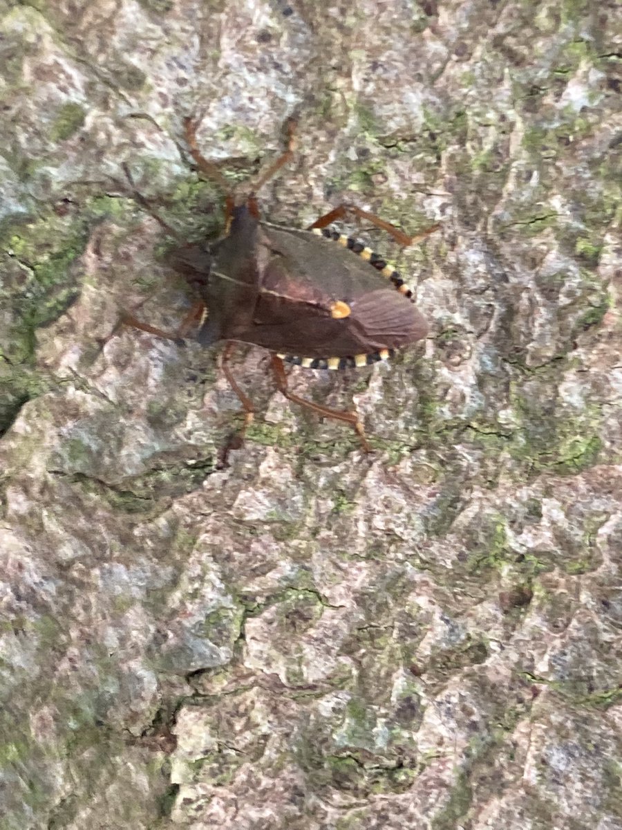 shotbert's tweet image. I have just seen the same on Beech trees in Cambridge