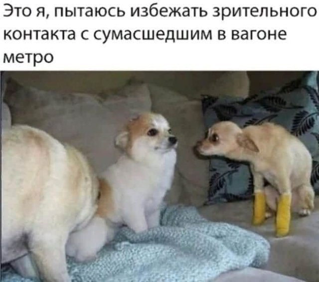 RussianMemesLtd's tweet image. me trying to avoid eye contact with a madman in a subway car